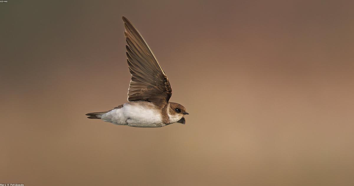 Poésie et nature : un dialogue nécessaire aujourd’hui