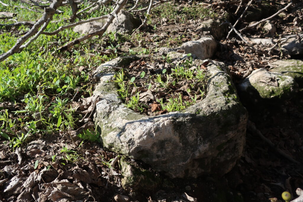 Branches d'un figuier passant au-dessus d'un mur de pierre dans un jardin